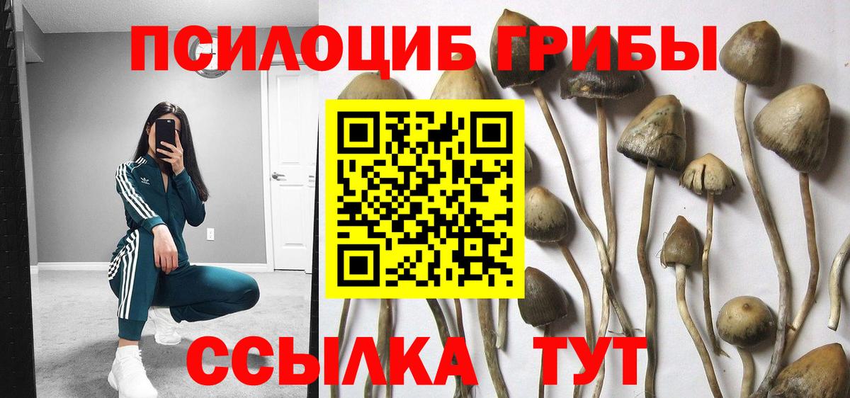 Псилоцибиновые грибы Cubensis  Вход с VPN  Гуково 
